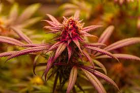 Discover the Benefits of Growing Purple Haze Seeds Discover the Benefits of Growing Purple Haze Seeds